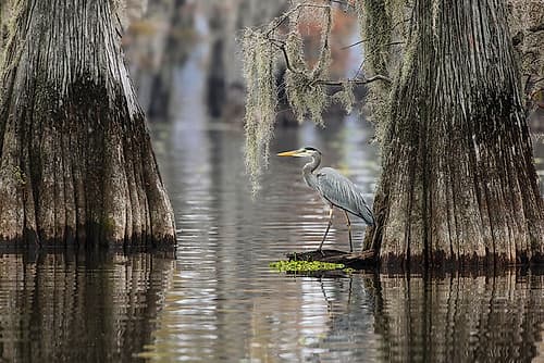 Great blue heron among bald cypress trees, Caddo Lake, Texas. Art Print